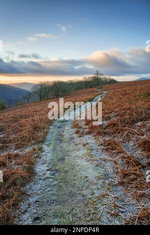 Frostbedeckter Fußweg durch Bracken bei Abergavenny. Stockfoto