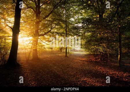 Sonnenaufgang im Wald bei Trellech in Wales. Stockfoto