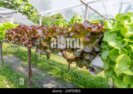 Frischer Bio-Salat aus roter und grüner Eiche, hydroponisches Gemüse, das auf einem ökologischen Bauernhof angebaut wird Stockfoto