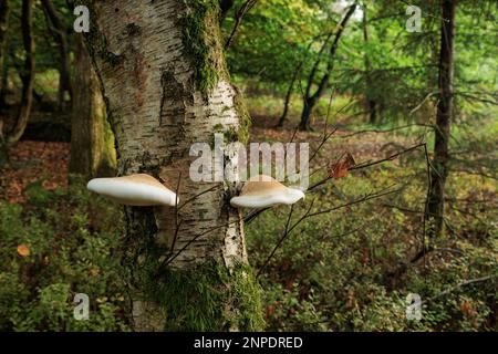 Birkenpolypore Wildpilze. Stockfoto