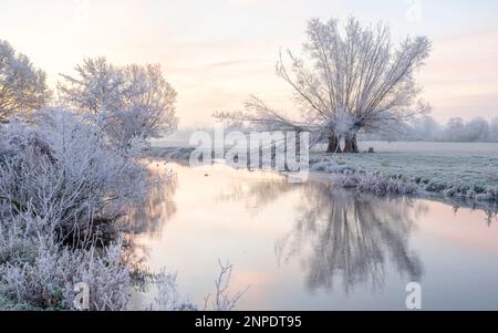 Bewachsene Weidenbäume, bedeckt mit einem Eisfrost am Ufer des Flusses Stour in Dedham. Stockfoto