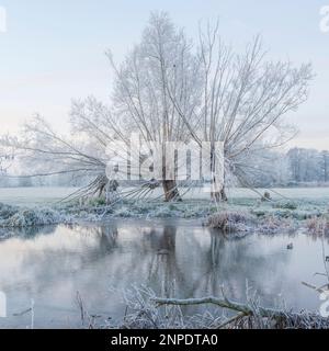 Drei bewachsene Weidenbäume, bedeckt mit Heufrost am Fluss Stour. Stockfoto