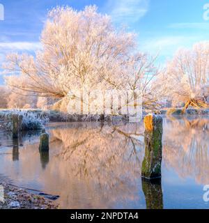 Eine Weide, bedeckt mit Heufrost bei Sonnenaufgang, am Fluss Stour. Stockfoto