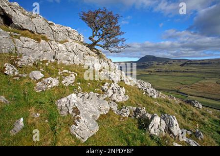 Ingleborough ist einer der berühmten Three Peaks von Yorkshire aus gesehen vom Twisleton Scar End. Stockfoto