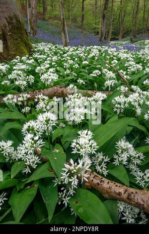 Wilder Knoblauch und Blauflossen wachsen im Wald bei Beamsley in Wharfedale. Stockfoto