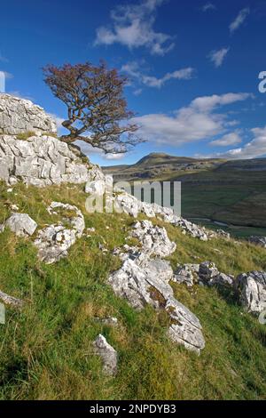 Ingleborough ist einer der berühmten Three Peaks von Yorkshire aus gesehen vom Twisleton Scar End. Stockfoto