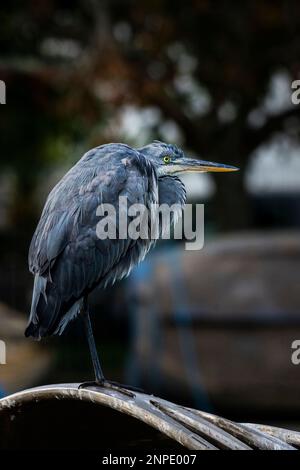 Ein unreifer Graureiher in Trenance Boating Lake in Newquay in Cornwall, Großbritannien. Stockfoto