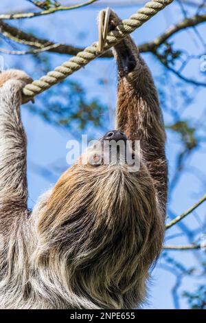 Nahaufnahme der Vorderseite eines zweizehigen Faultieres, das sich in einem Zoo von Cheshire an einem Seil entlang bewegt. Stockfoto