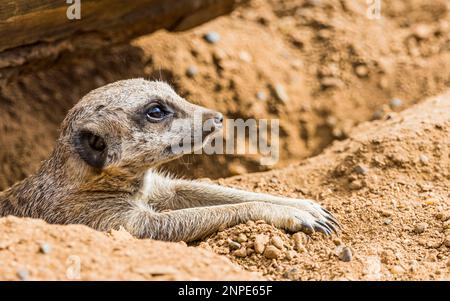 Nahaufnahme eines Erdmännchens, das die Sonne in einem Zoo in Cheshire genießt. Stockfoto