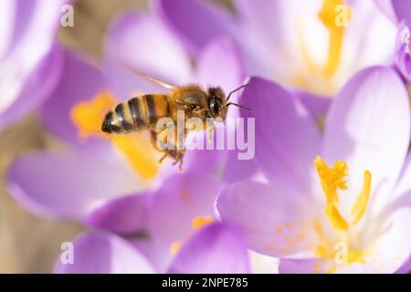 Honigbienenarbeiter landet auf der violetten Blume von Crocus tommasinianus Barr und trägt Pollenkörner. Stockfoto