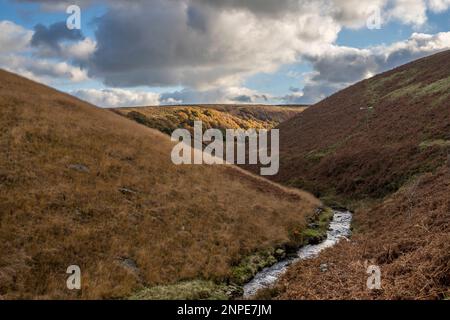 River Dane, der im Herbst im Peak District das Biegetal in Richtung Three Shires Head umwebt. Stockfoto