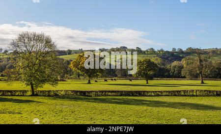 Rinder grasen in der Ferne auf Feldern nahe Dovedale, die bei geringer Herbstsonne zu sehen sind. Stockfoto