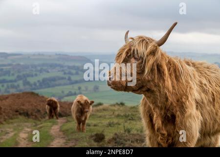 Drei Highland-Kühe wurden im Herbst in Baslow Edge an den Derbyshire Dales gesehen. Stockfoto