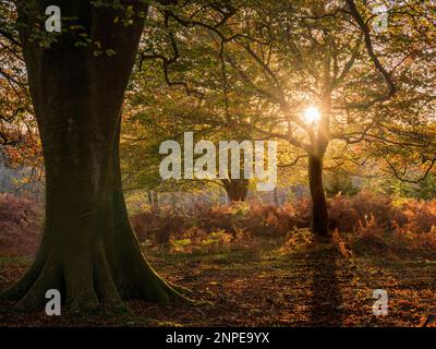 Das Sonnenlicht scheint durch die Herbstblätter im Bolderwood im New Forest. Stockfoto