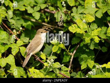 Nahaufnahme eines hochgezogenen Common Whitethroat, Großbritannien. Stockfoto