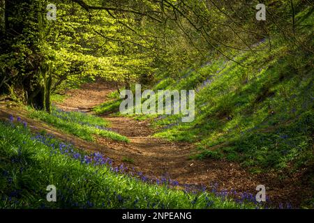 Bluebells im Licht von Coney's Castle in Dorset. Stockfoto