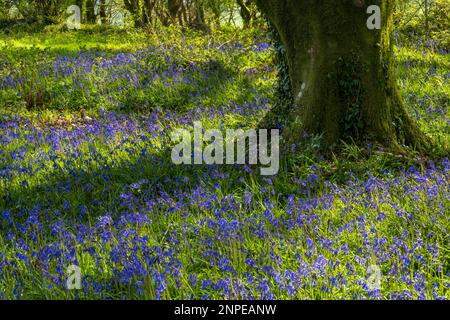 Bluebells im Licht von Coney's Castle in Dorset. Stockfoto