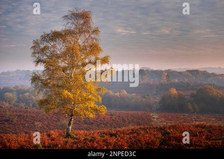 Frühmorgendliches Licht auf einer einsamen silbernen Birke in New Forest Heide. Stockfoto