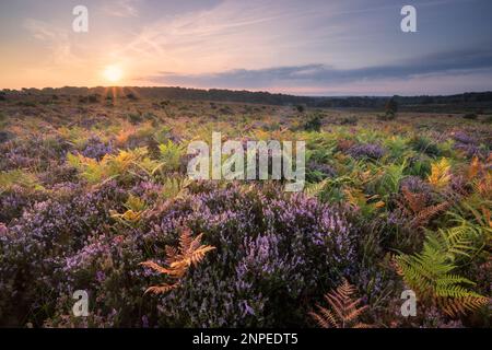 Sonnenaufgang über Heidekraut in der Picket Plain im New Forest. Stockfoto