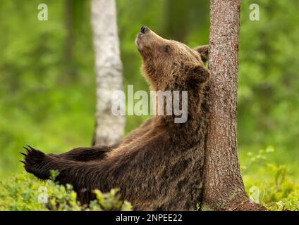 Nahaufnahme eines eurasischen Braunbären, der sich gegen einen Baum im finnischen Wald lehnt. Stockfoto