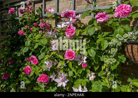 Rosa Gertrude Jekyll und Clematis Samaritan Jo wachsen im Sommer auf Spalier im Garten. Stockfoto