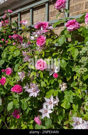 Rosa Gertrude Jekyll und Clematis Samaritan Jon blühen im Sommer an einer Gartenwand. Stockfoto