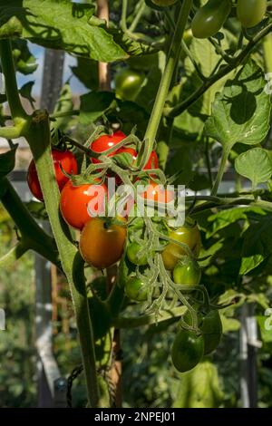 Nahaufnahme von Reben-Tomaten-Apero, die im Sommer in einem Gewächshaus wachsen. Stockfoto