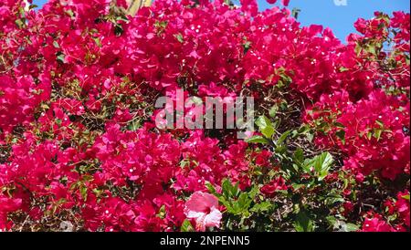 Rosa Bougainvillea oder dreifache Blume Stockfoto