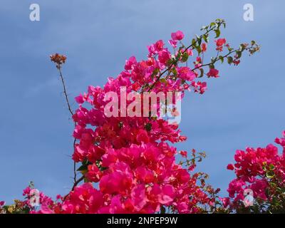 Rosa Bougainvillea oder dreifache Blume Stockfoto