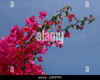 Rosa Bougainvillea oder dreifache Blume Stockfoto