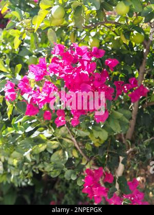 Rosa Bougainvillea oder dreifache Blume Stockfoto