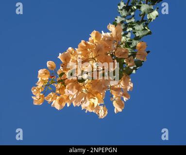 Rosa Bougainvillea oder dreifache Blume Stockfoto