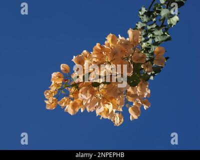 Rosa Bougainvillea oder dreifache Blume Stockfoto