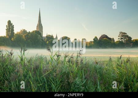 Salisbury Cathedral an einem Sommermorgen über die Harnham Water Meadows. Stockfoto