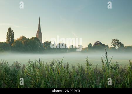 Salisbury Cathedral an einem Sommermorgen über die Harnham Water Meadows. Stockfoto