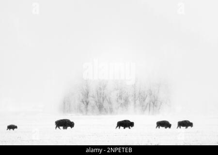 Bisons, die an einem nebligen Morgen über schneebedeckte Ebenen wandern. Stockfoto