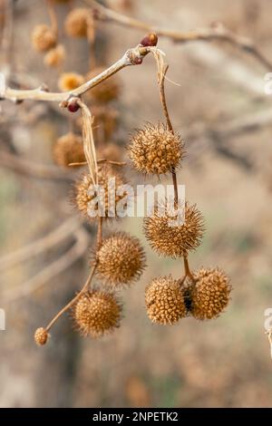 Planenobst auf den Ästen im Frühling Stockfoto