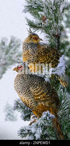 Walfasan oder Kammfasan (Catreus wallichii) auf einem Ast im Winter. Stockfoto