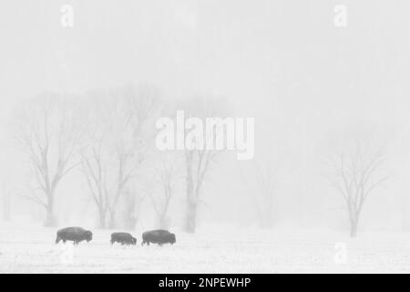 Bisons, die an einem nebligen Morgen über schneebedeckte Ebenen wandern. Stockfoto