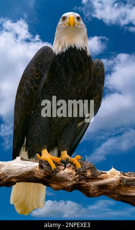 Der Weißkopfseeadler (lat. Haliaéetus leucocéphalus) ist ein Raubvogel aus der Familie der Falken. Stockfoto