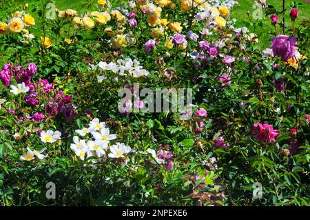Büsche aus weißen, gelben, rosa und roten Rosen blühen an einem sonnigen Sommertag im elizabeth Park im Westen von hartford, connecticut. Stockfoto