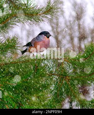 Der Bullfink (lat. Pyrrhula pyrrhula) ist ein singvogel der Gattung Bullfinch (Pyrrhula) der Familie der Finken, der sich auf einem Ast in befindet Stockfoto