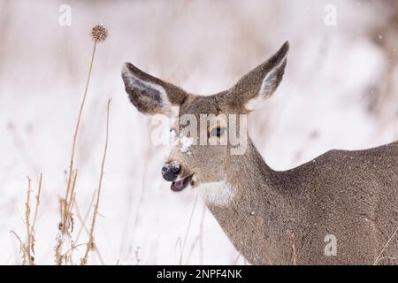 Maultier im Grand Teton National Park, Wyoming, USA. Stockfoto