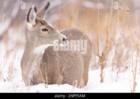 Maultier im Grand Teton National Park, Wyoming, USA. Stockfoto