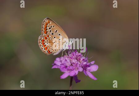Kleiner blauer Schmetterling, der versucht, sich zu ernähren, Common Blue, Polyommatus ikarus Stockfoto
