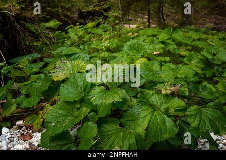 Große grüne Blätter auf dem Pfad im Slovak Paradise National Park. Slowakei Stockfoto