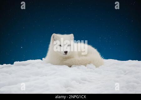 Nahaufnahme des Polarfuchses, der auf einem Schneehügel vor dem dunkelblauen Sternenhimmel liegt Stockfoto