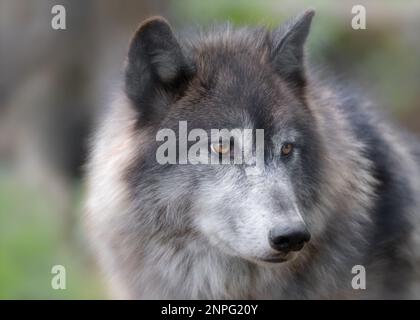 Nahaufnahme Porträt von Gray Wolf im Wald Stockfoto