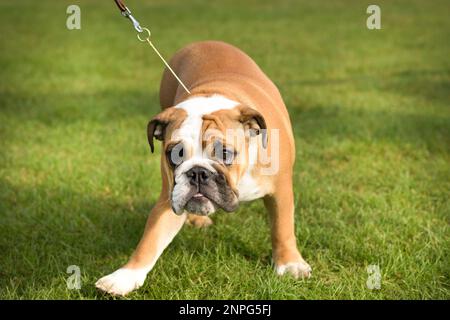 2016.10.02 Uhr - XXXIV Hundeshow. Rybnik, Polen Stockfoto