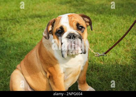 2016.10.02 Uhr - XXXIV Hundeshow. Rybnik, Polen Stockfoto